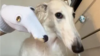 Let me do it for you (dogs meme) | TikTok Meme Compilation