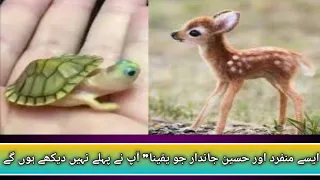 New Cute Baby Animals | Funny and Cute Moment of the Animals | Cutest Animals