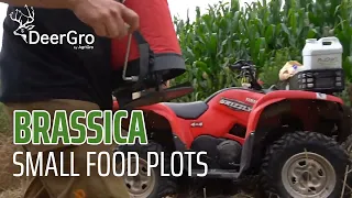 BRASSICA SMALL Food Plot? - Jeff Sturgis | DeerGro Tips