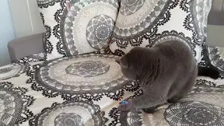 Кот и мыльные пузырьки
