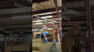 Man gets kicked by a horse DOWNLOW