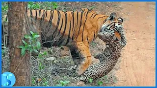 Top 10 Incredible Tiger Attacks Caught On Camera