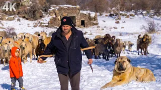 Yüksek Dağda Kış Sessizliği- Zorlu Kış Çobanlığı ve Anadolu Aslanları | Belgesel-4K