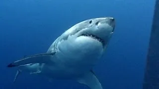Большие белые акулы | ПОДВОДНЫЙ МИР ДЖОНАТАНА БЕРДА