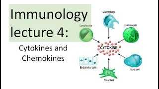 Immunology Lecture 4 | Cytokines and Chemokines | Toll like receptor signaling NFkB