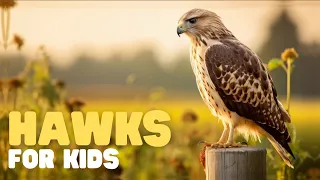 Hawks for Kids | Learn interesting facts about this apex predator