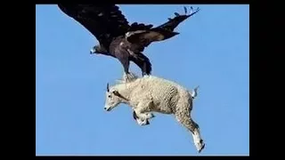 Los Mejores Ataques De Aguilas Captados En Video