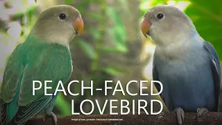 Peach-faced Lovebirds Sounds - Green and Blue Opaline - Young Lovebirds