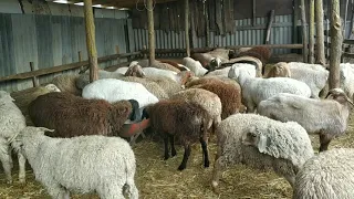 Откорм овец (ягнят) на мясо