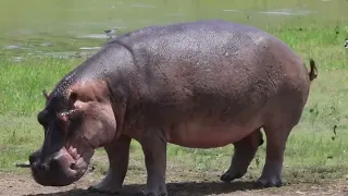 Hippo Farts Will Always Be Funny 😂  | Kruger Park Sightings