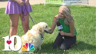 Adopt a Golden Knoxville raises money at Lakeshore Park