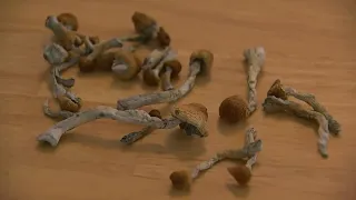 Will California soon legalize magic mushrooms and some other natural psychedelics?