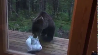 STP - Finnish man scares a bear away by shouting PERKELE