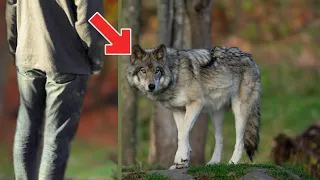 Junge rettete Wolfswelpen + adoptierte ihn 🥰 (Unglaublich: Jahre später rettete der Wolf sein Leben)
