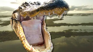 AWESOME Alligator Hunt {HUNT CLEAN COOK} Louisiana Cooking