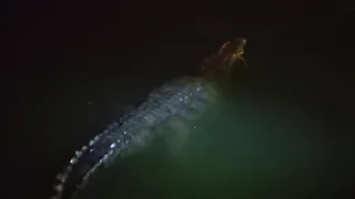 Lobster feeding to the crocodile