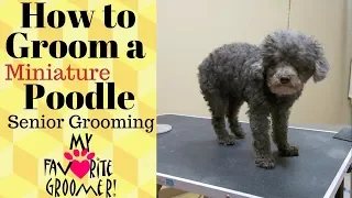 How to Groom a Poodle