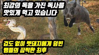 멧돼지 VS 독사 최강의 독을 가진 독사를 맛있게 먹고 있습니다 겁도 없이 멧돼지에게 덤빈 뱀들의 끔찍한 최후