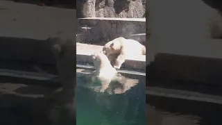 북극곰의 혀놀림 Polar bear kissing