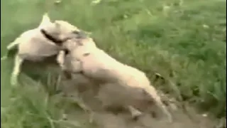 Akbash dog destroys wolf!!!
