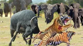 Lose Vigilance Hunt ! Male Tiger Was Suddenly Attacked To Death By Mad Elephant And Buffaloes