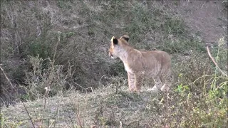 Lion Cub Lost- Our Christmas Story