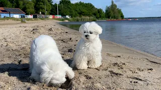 Surprising My Maltese Puppies With a Beachfront Home! 🏖