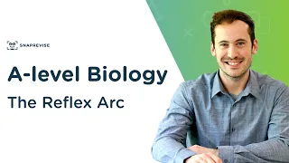 The Reflex Arc | A-level Biology | OCR, AQA, Edexcel