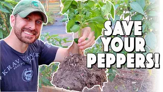 Overwintering Peppers! Complete Guide To Saving Pepper Plants For Next Season!