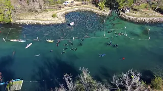 SWFWMD - manatees Three Sisters Springs