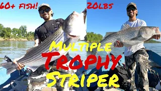 Sacramento River Striper Fishing UNBELIEVABLE DAY (2024 Colusa Striper Derby)