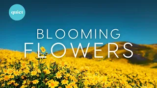 10 Minutes 4K Blooming Flowers Time-Lapse | Nature Scenery for Relaxation with calming Music