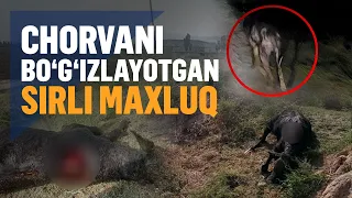 Bekobodda noma’lum maxluq buzoqlarni bo‘g‘izlab ketmoqda