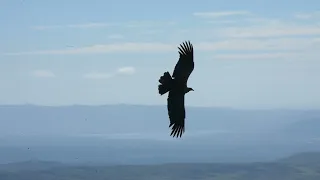 Vuelo de Cóndores en Camino de las Altas Cumbres, Córdoba.