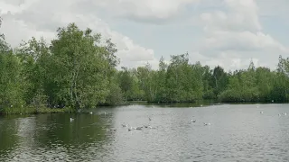 Самая большая колония Сизых чаек (Larus canus)