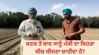 WHICH SEED OF MAIZE WE GROW AFTER WHEAT CROP | AULAKH DIARY FARM | RAMPURA PHUL | BATHINDA |