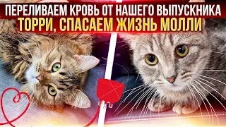 Переливание крови от пристроенного Торри к Молли. Моя озвучка котов Котизала. Капа стала лучше.