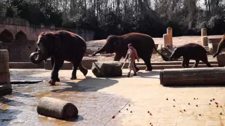 Erlebnis Zoo Hannover  Elefanten