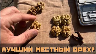 Сравнение плодов ПЕСЧАНСКОГО и местных орехов. Форма L2. Урожайный орех