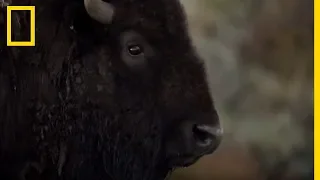 Une maman bison est poursuivie par une meute de loups