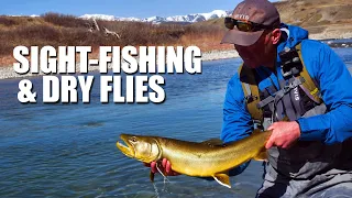 Sight-Fishing A BIG BULL TROUT, Dry fly fishing Cutthroat and Rainbow Trout Fly fishing in Alberta