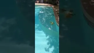 Michou sauve un iguane de la noyade dans la piscine (Dobby & LeBouseuh)