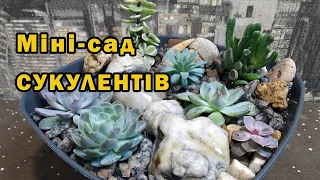 Сукуленти. Міні-сад на підвіконні