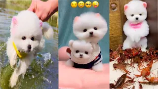 Funny and Cute Dog Pomeranian 😍🐶| Funny Puppy Videos #251