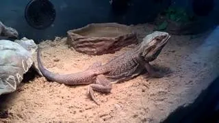 My New Bearded Dragons with Morphs