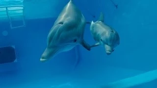 Dolphin Tale 2 - Official Teaser Trailer [HD]