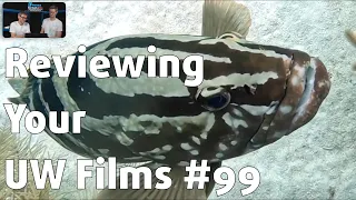 Reviewing YOUR UNDERWATER FILMS #99 ⎮ Mark Weber