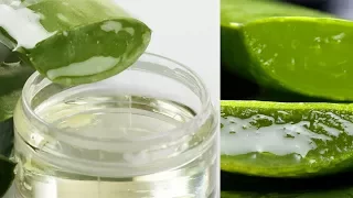 एलोवेरा जेल घर पर बनाएं  How to Make Patanjali Aloe Vera Gel at Home for Skin & Hair  Benefits