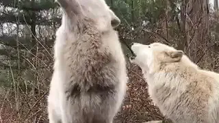 Howling Wolf duet