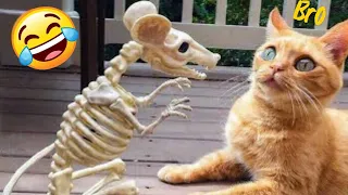 Funniest Animal Videos 😆 Try Not To Laugh Cats And Dogs 🤣 😆 CHARLIE #9